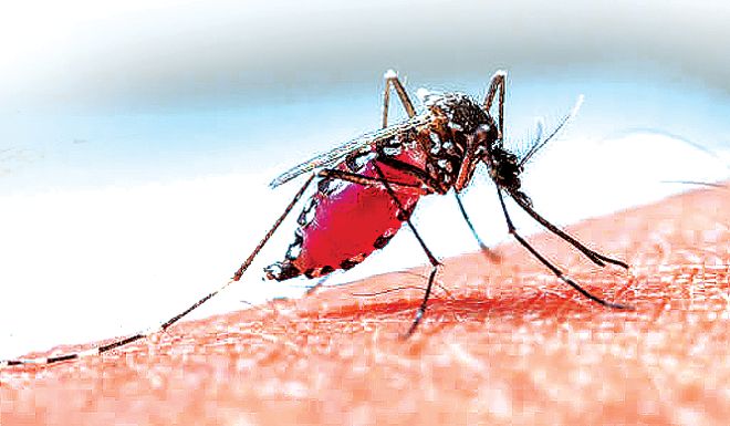 uploads/Chandigarh sees worst dengue outbreak in four years