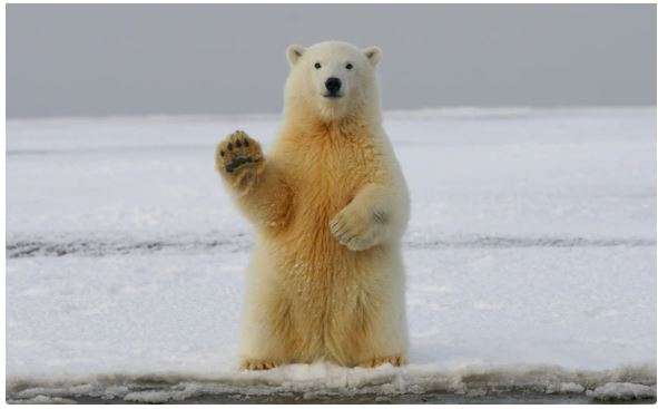 polar bear